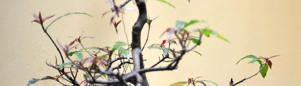 Esteban Mendieta Jara